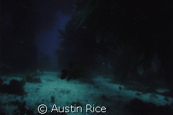 Adult Garabaldi cruising around in the giant kelp forest.... by Austin Rice 